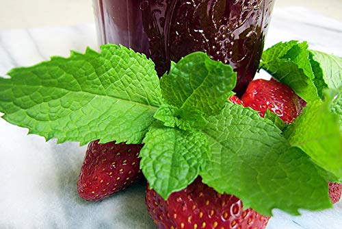 100 Strawberry Mint Herb Seeds - Non-GMO, Fragrant & Rare Mentha piperita - Grown in USA | Perfect for Tea, Cocktails, and Home Gardening
