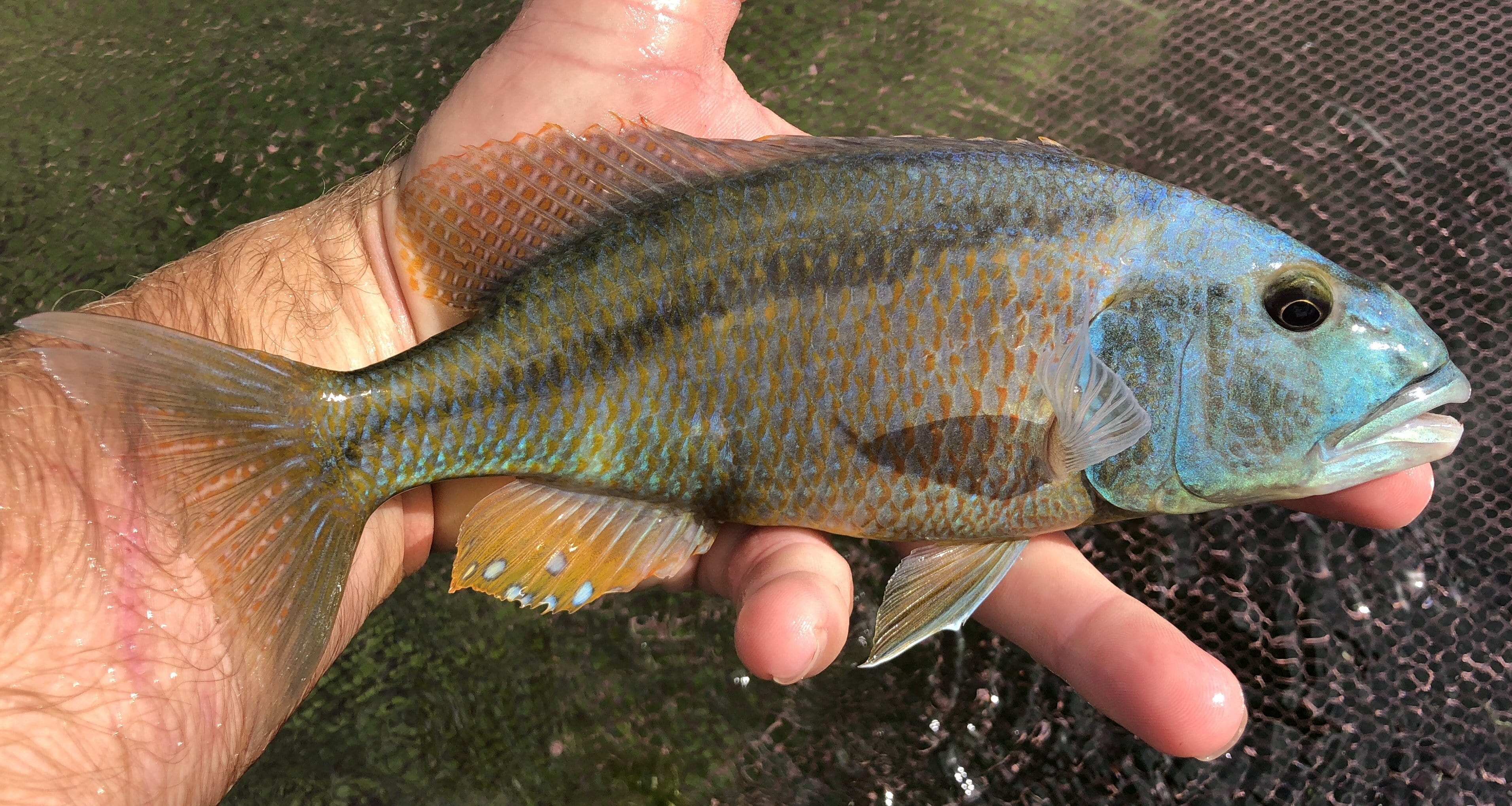Premium Malawi Hawk Aristochromis Christyi Cichlid - Exotic African Fish for Aquariums & Fish Tanks - Perfect for Cichlid Enthusiasts & Tropical Fish Collectors