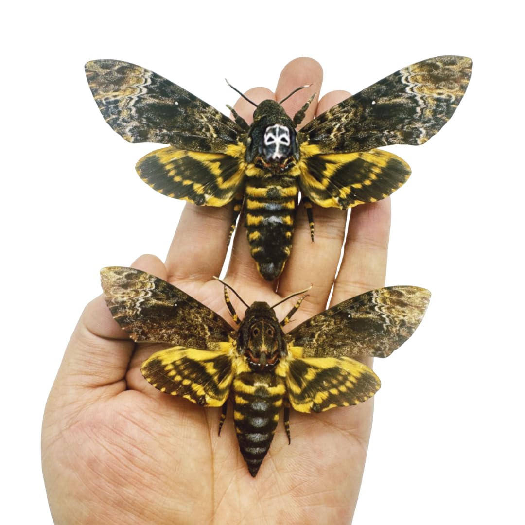 2 Real Death's Head Moths (Acherontia lachesis) - Greater Death's Head Hawkmoth Specimens - Male & Female Skull Moth Collection - Perfect for Entomology Displays, Gothic Decor, and Science Education