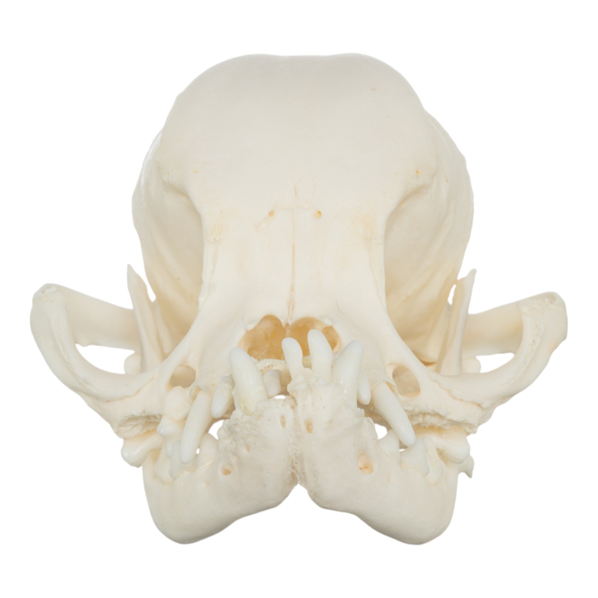 Authentic Pug Dog Skull with Periodontal Details - Realistic Canine Anatomy Specimen for Veterinary Study, Halloween Decor, and Oddity Collectors