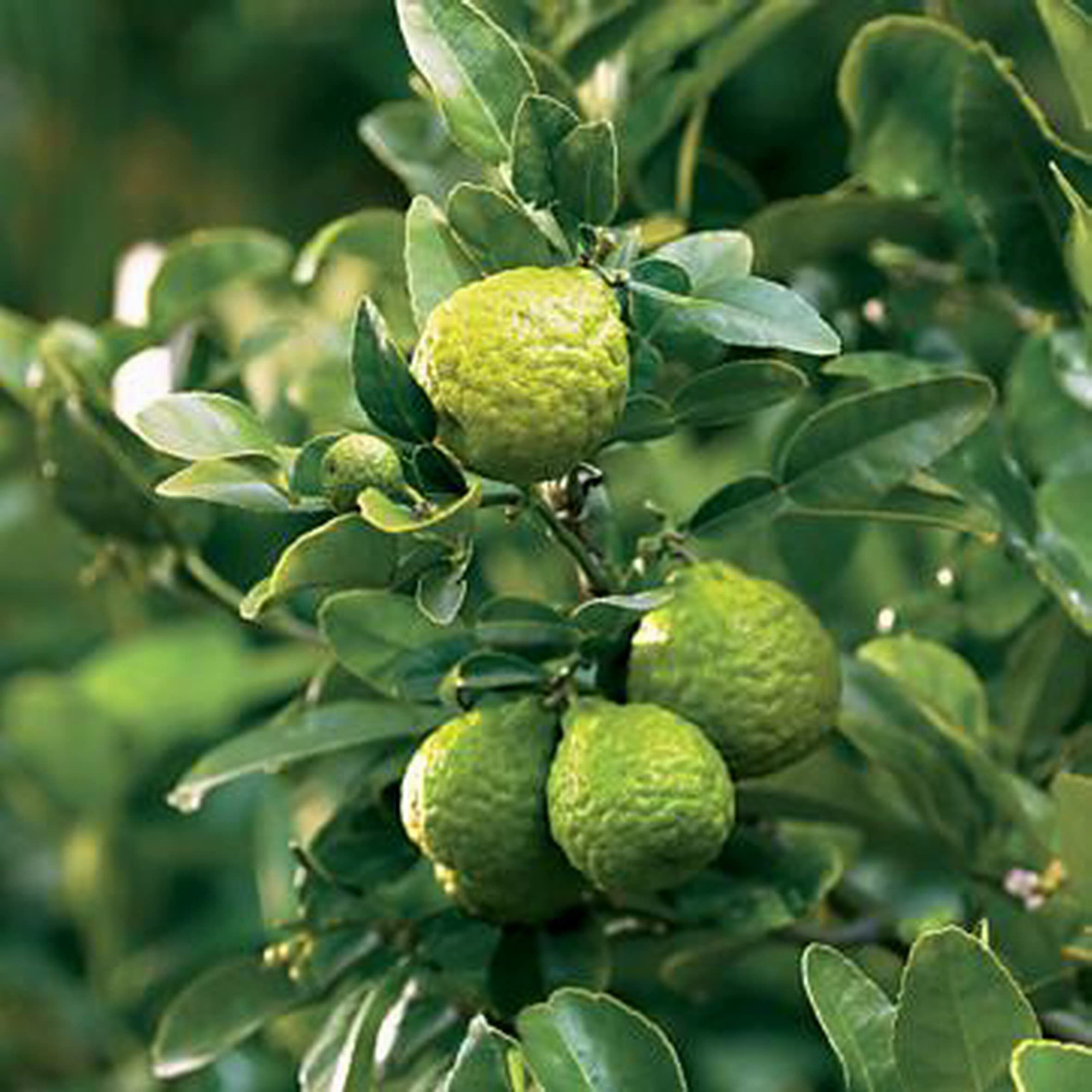 Grafted Semi-Dwarf Kaffir Lime Tree (Thai Makrut) - Fresh Citrus for Thai Cooking, Cocktails & Home Gardening
