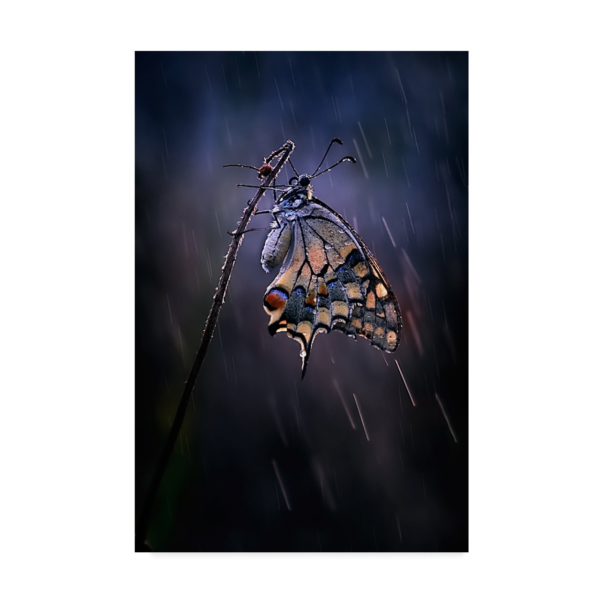 Trademark Fine Art Antonio Grambone Canvas Print - Vibrant Multicolor Abstract Wall Art - Perfect for Living Room, Bedroom & Office Decor