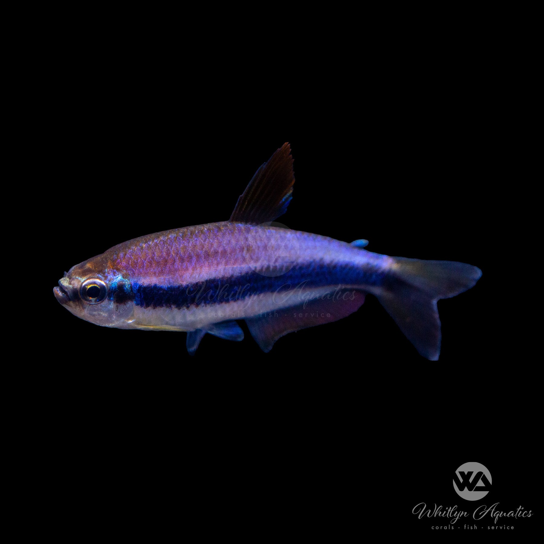 Blue Emperor Tetra Fish (Inpaichthys kerri) - Stunning Aquarium Fish for Freshwater Tanks | Perfect for Community Aquariums & Home Decor