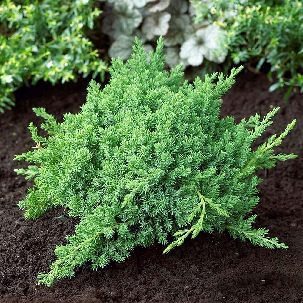 Dwarf Japanese Garden Juniper (Juniperus Procumbens Nana) - 15 Live Plants in 4 Inch Pots | Drought Tolerant Evergreen Ground Cover | Perfect for Bonsai, Rock Gardens & Landscape Design | Low Maintenance Outdoor Decor