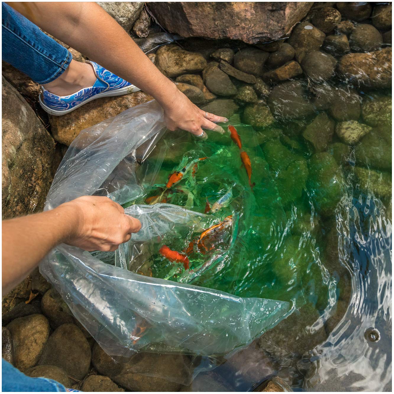 Live Goldfish Mix for Ponds - 10 Pack of 3-5
