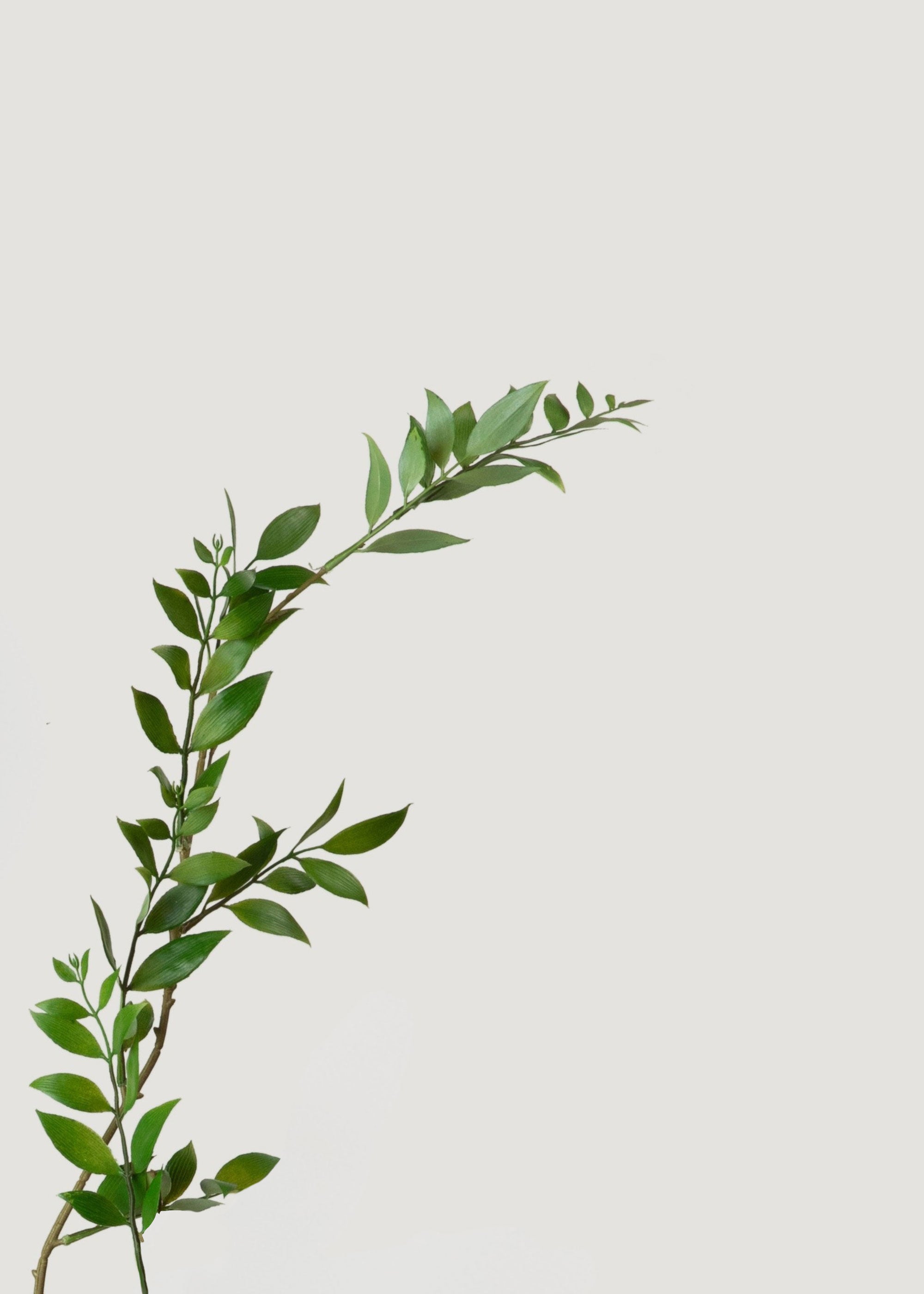 55 Inch Tall Artificial Broadleaf Podocarpus Branch - Realistic Fake Greenery for Home Decor, Wedding Centerpieces & Office Plants