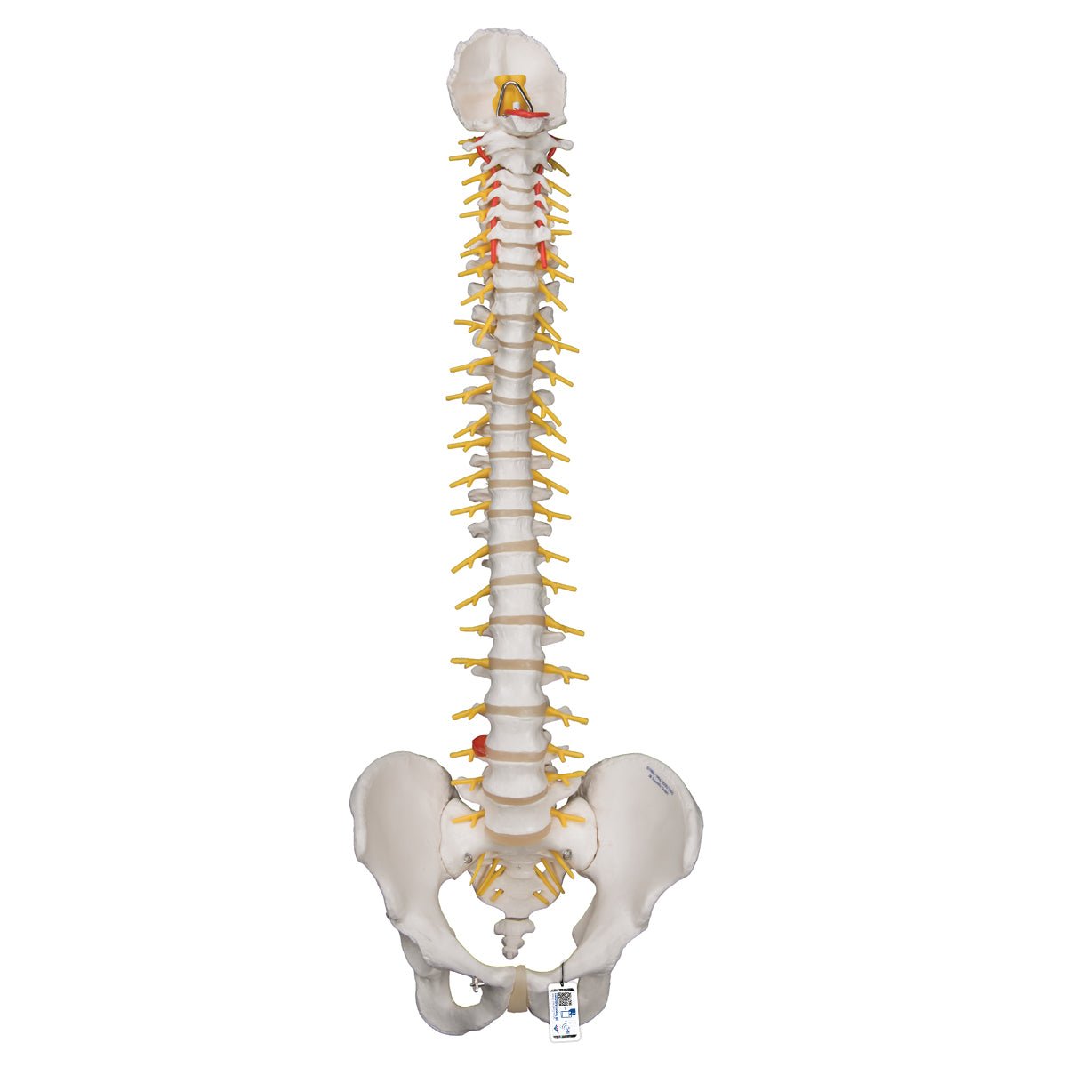 Premium Flexible Spine Model - Human Vertebral Column Anatomy for Medical Students & Chiropractors - Perfect for Study, Demonstration & Patient Education