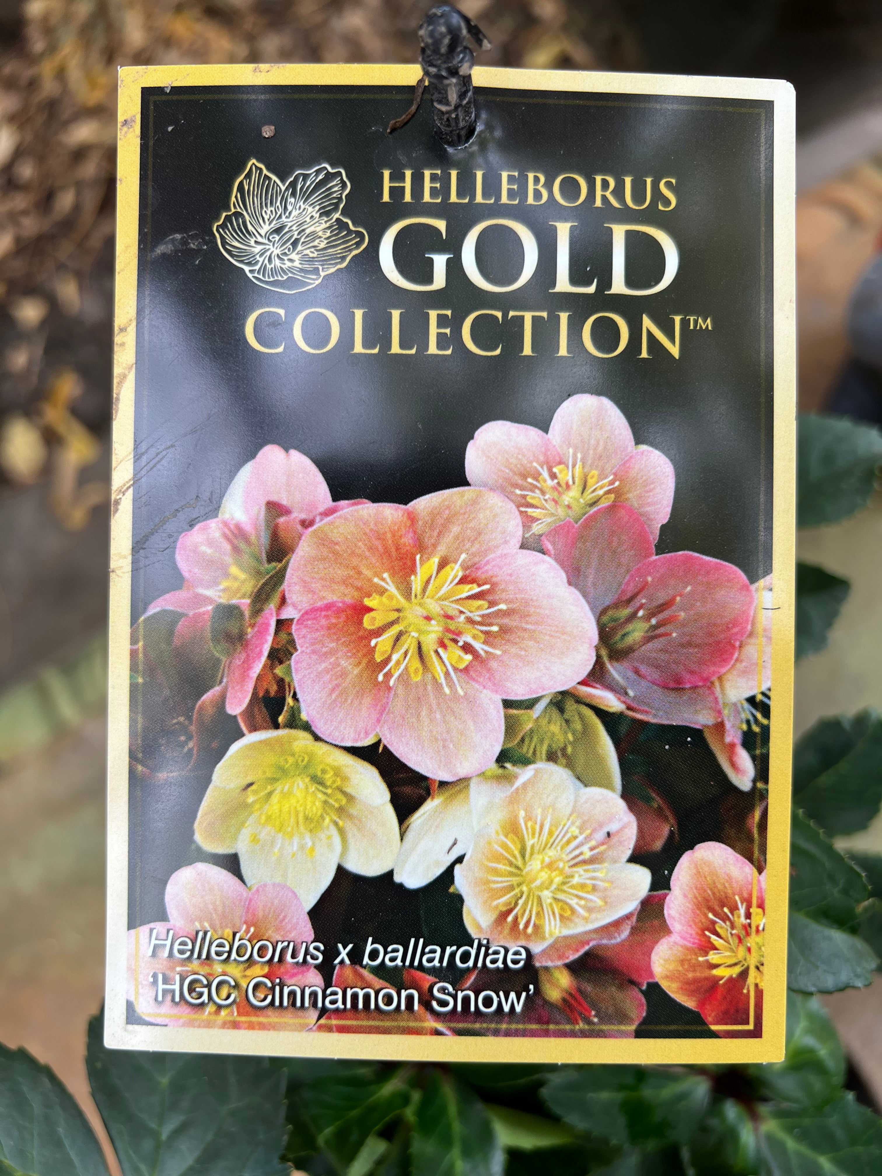 Helleborus 'Cinnamon Snow' - Winter-Blooming Perennial Flower for Gardens & Landscaping | Perfect for Shade Gardens, Borders & Cut Flower Arrangements