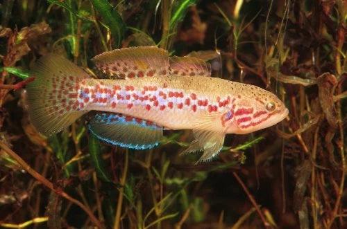 Purple Spotted Gudgeon Fish (3-5cm) - Live Aquarium Fish for Tropical Freshwater Tanks | Perfect for Home Aquariums & Fish Breeding