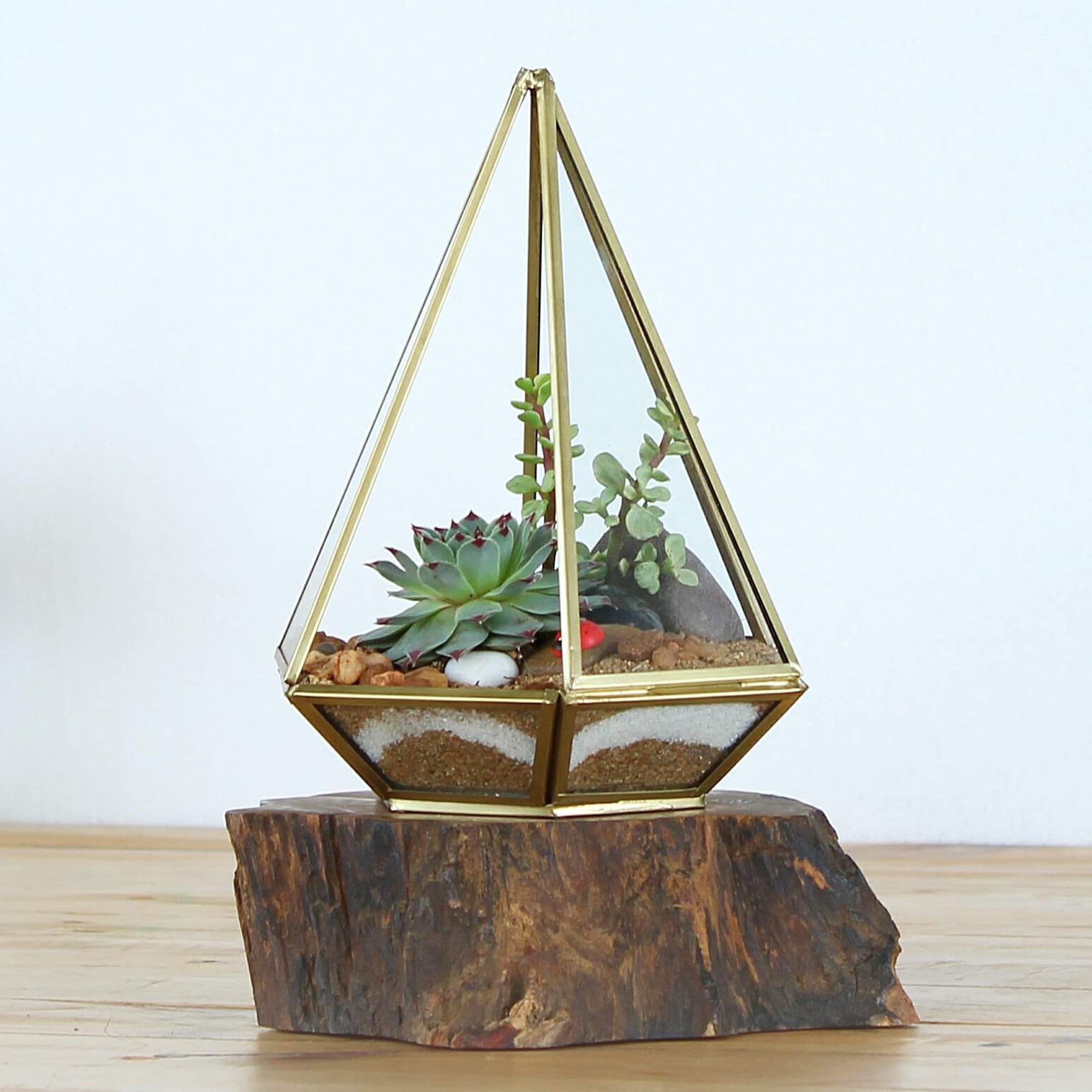 Shop Succulents | Live Succulent Plants Collection - 12 Hand-Picked Mini Succulents with Radiant Rosettes | Perfect for Home Decor, Office Desk & Gift Giving