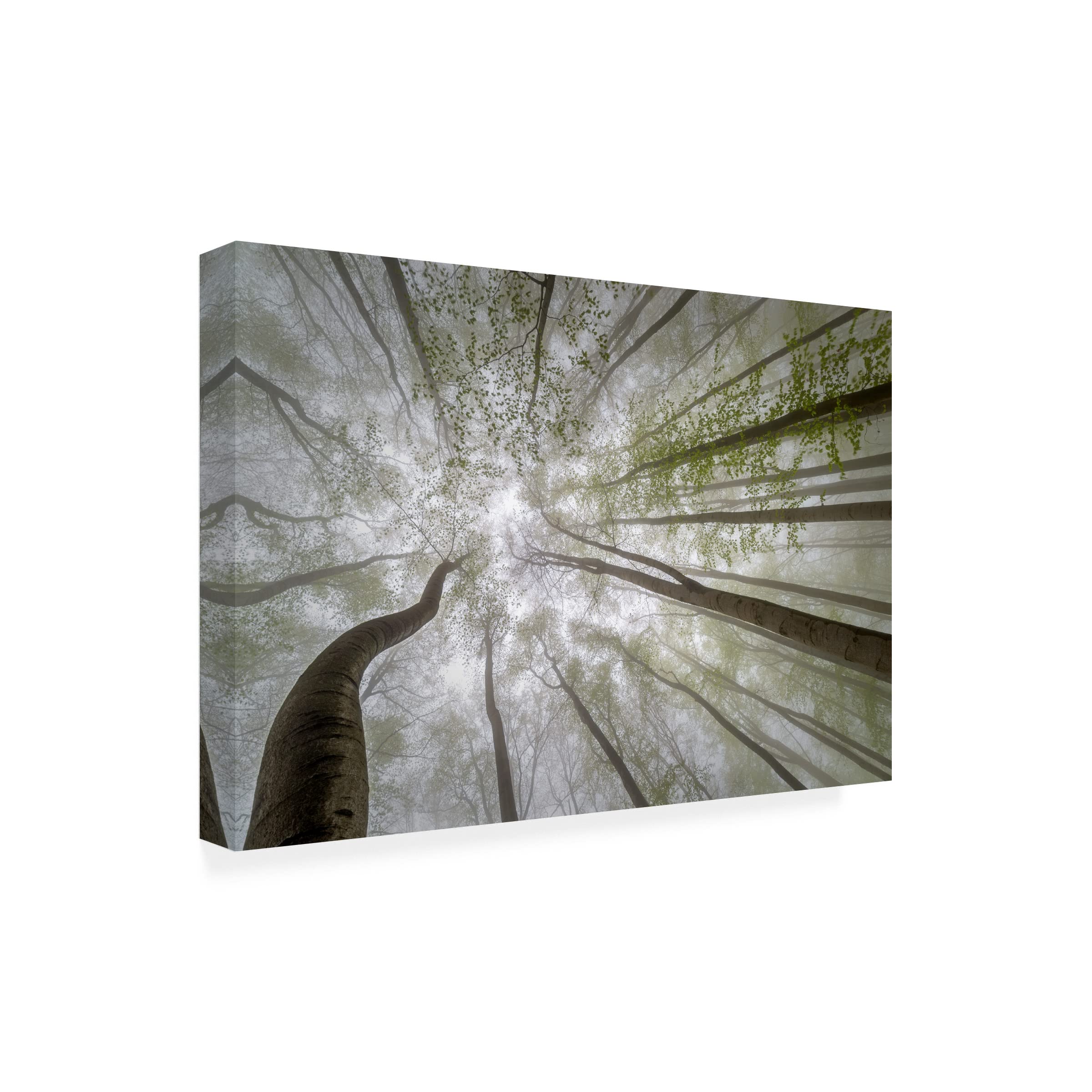Trademark Fine Art 'Forest Views' Canvas Wall Art by Tom Pavlasek - Nature Landscape Painting for Living Room, Bedroom & Office Decor