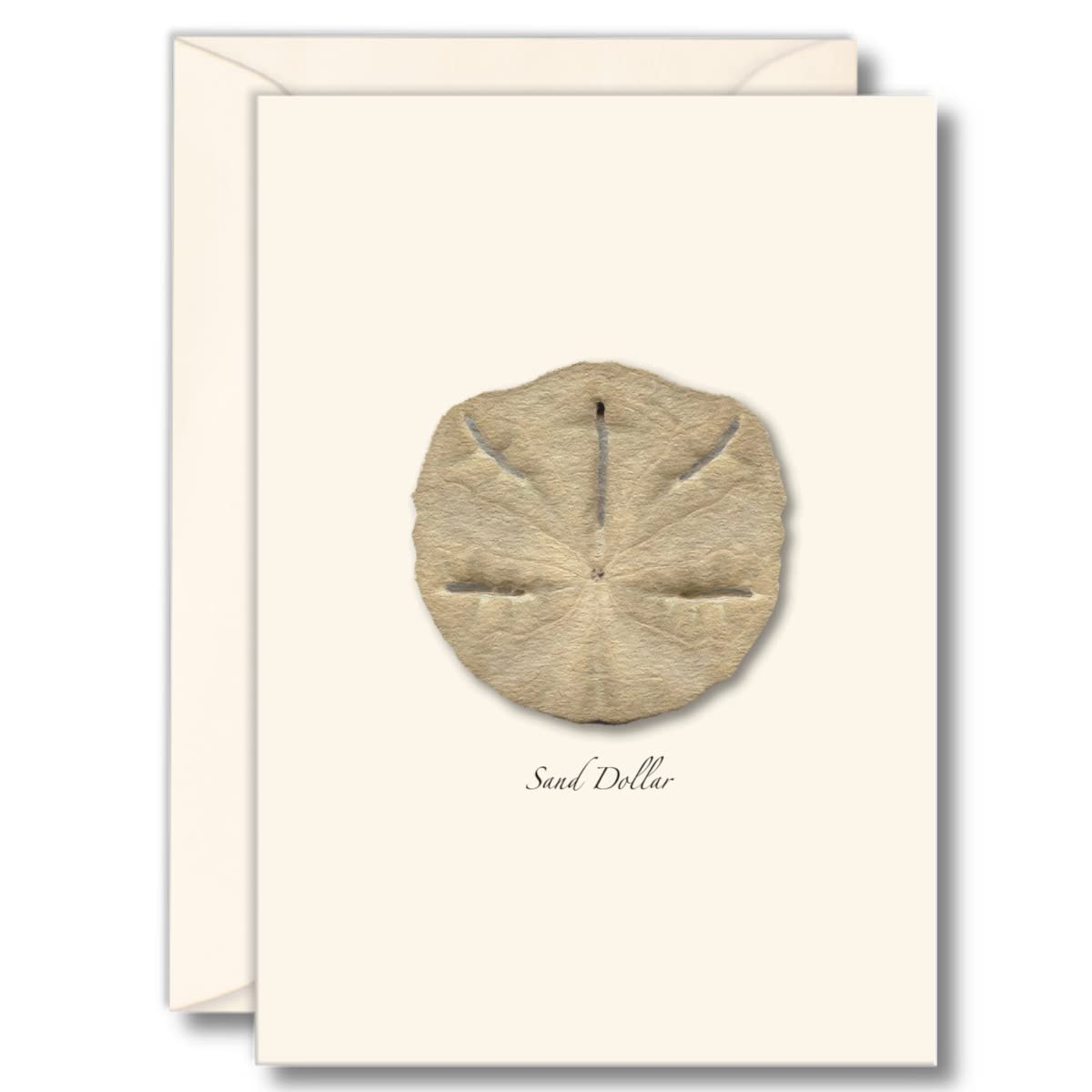 Earth Sky + Water - Sand Dollar Notecard Set - 8 Blank Greeting Cards with Envelopes - Perfect for Beach Themed Weddings, Thank You Notes & Coastal Home Decor