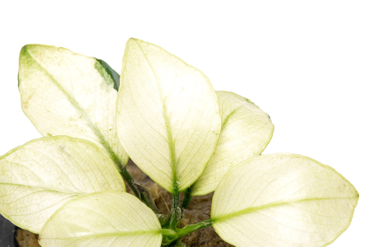 Anubias Broad White Aquatic Plant - Live Freshwater Aquarium Plant for Fish Tanks, Low Light & Easy Care (Perfect for Aquascaping & Shrimp Tanks)