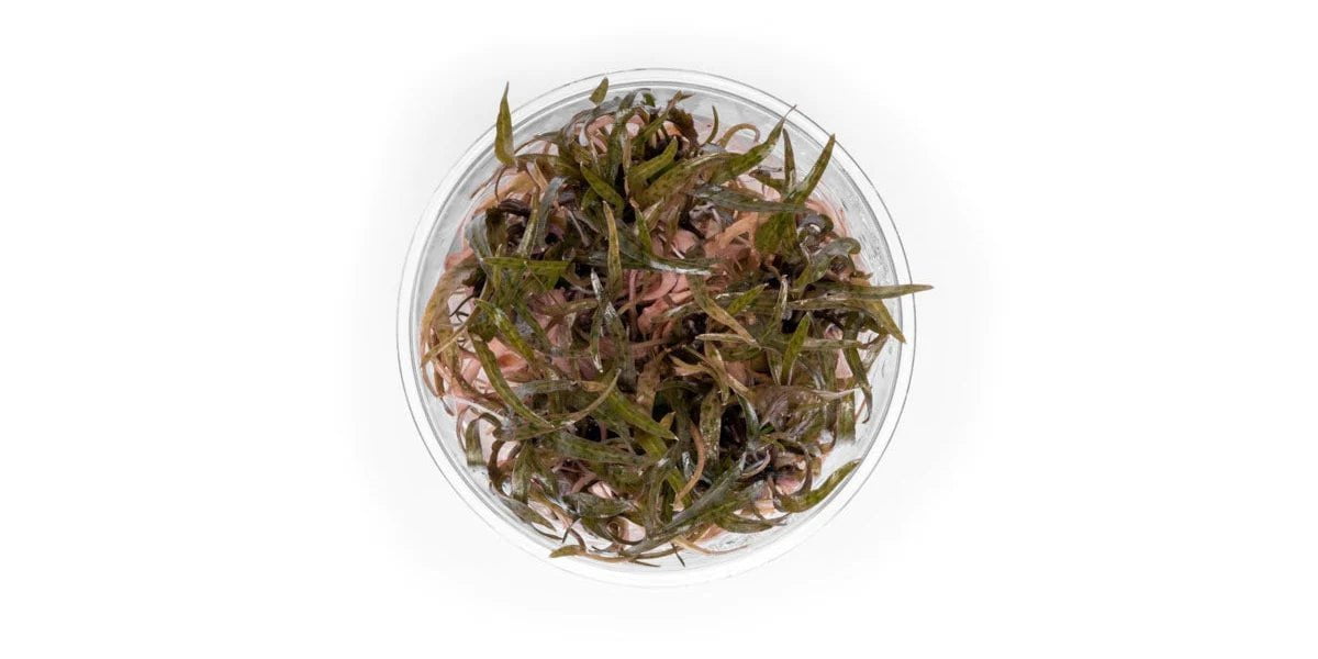 TCulture Cryptocoryne Ferruginea Sekadauensis Live Aquarium Plant - Easy Care Aquatic Plant for Fish Tanks, Aquascaping & Freshwater Aquariums