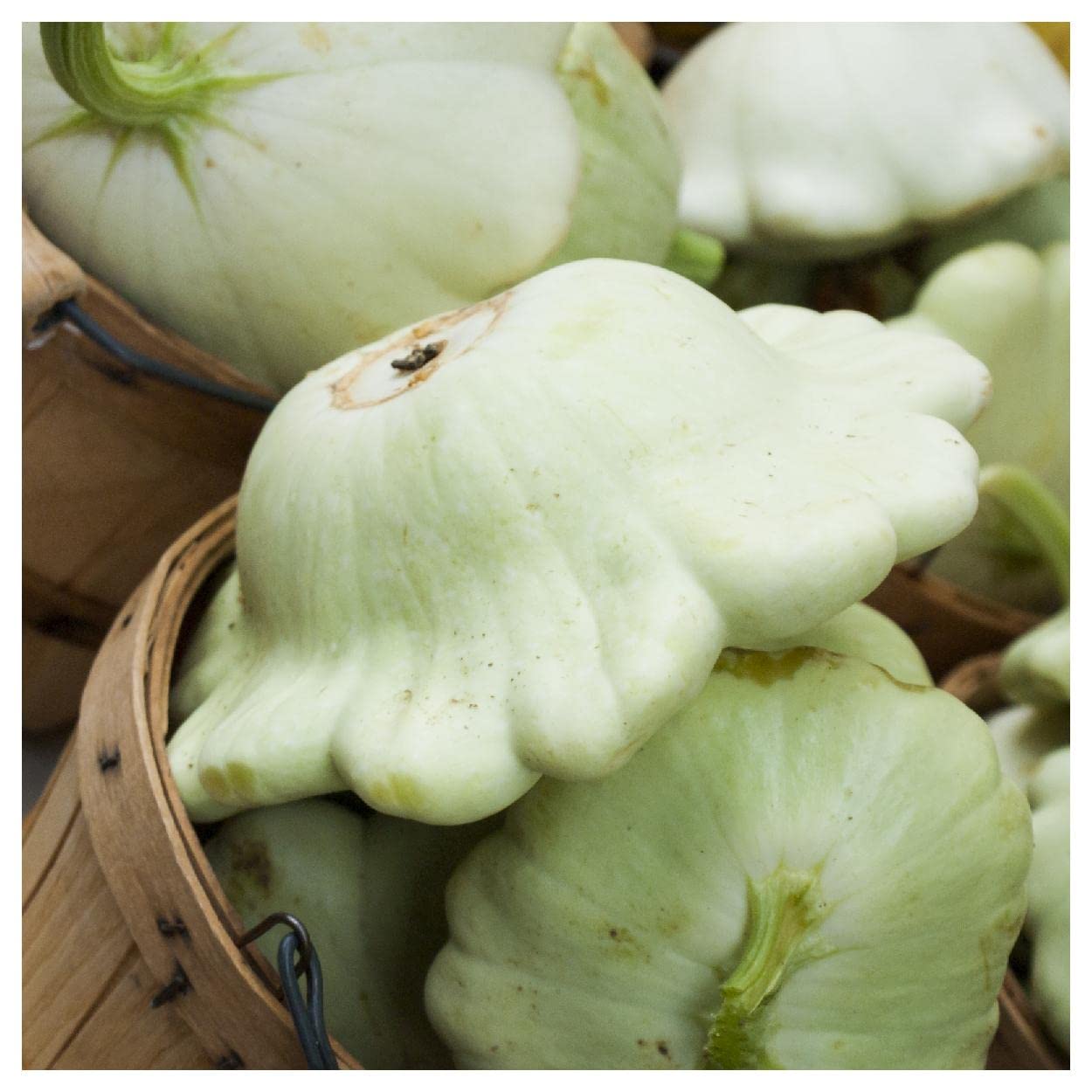 Everwilde Farms - 40 Bennings Green Tint Scallop Summer Squash Seeds - Non-GMO, Heirloom, Gold Vault Seed Packet - Perfect for Home Gardening, Vegetable Patches & Fresh Summer Recipes