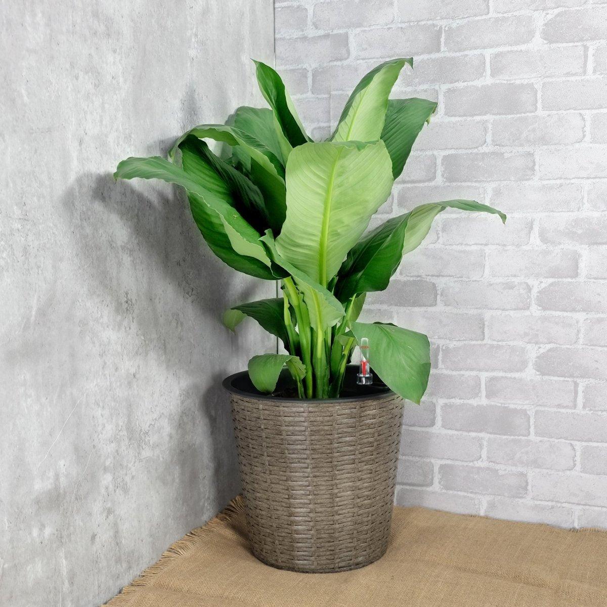 2 Pack Catleza Self-Watering Wicker Planters - Round Decorative Flower Pots for Indoor & Outdoor Use - Perfect for Home, Office, Patio, and Garden Decor