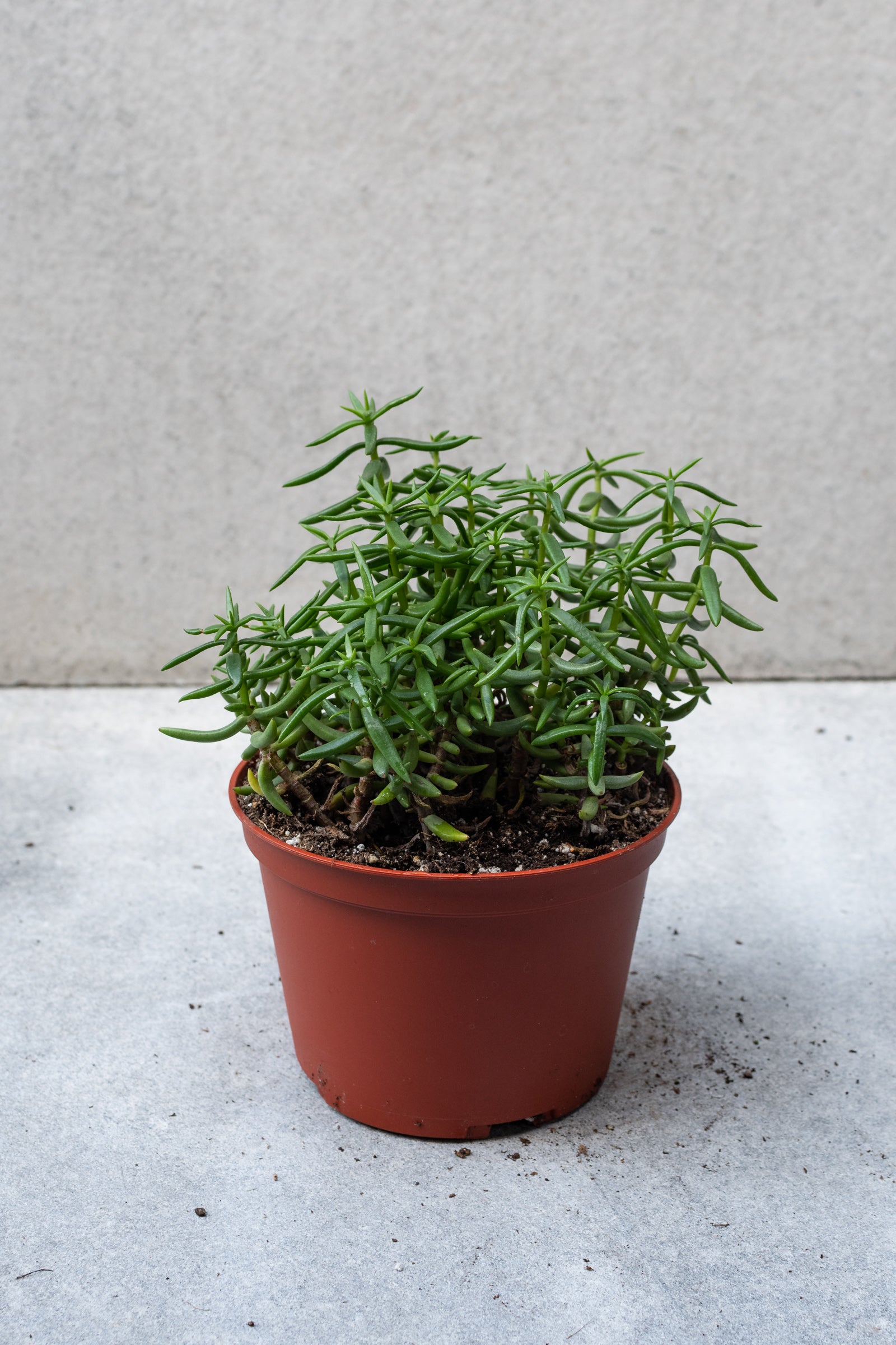 Crassula Tetragona (Mini Pine Tree) - 6 Inch Succulent Plant for Home Decor, Office Desk, and Garden Landscaping