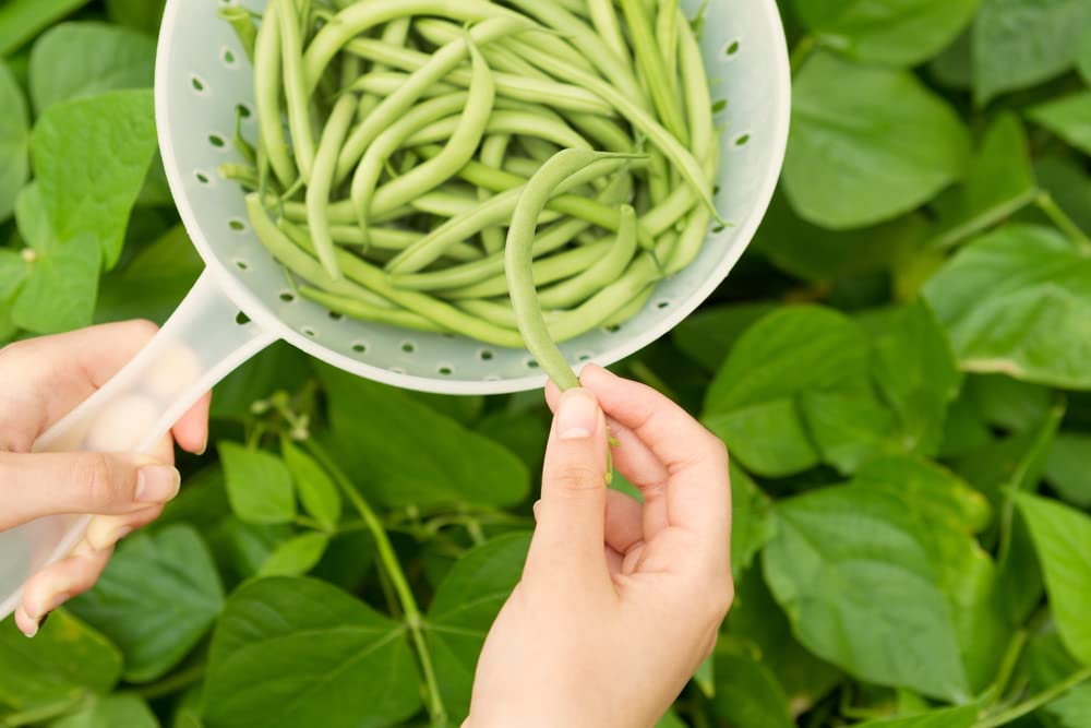 Kentucky Wonder Bush Bean Seeds for Planting - 30+ Heirloom, Non-GMO Phaseolus vulgaris Seeds by Isla's Garden | Perfect for Home Gardening, Vegetable Patches & Organic Farming