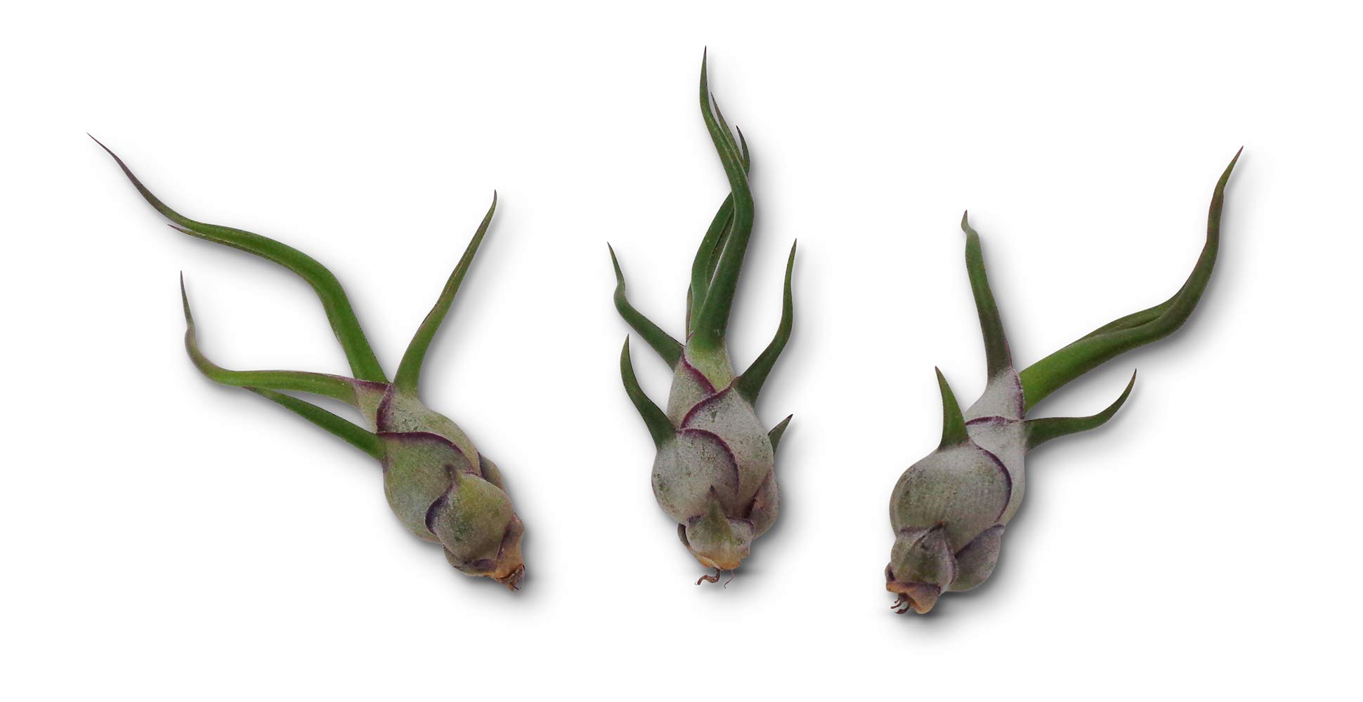 Live Air Plants Tillandsia Bulbosa (3 Pack) - Low Maintenance Indoor Houseplants for Home Decor, Terrariums & Office Spaces | Easy Care Epiphytic Plants by CTS Air Plants