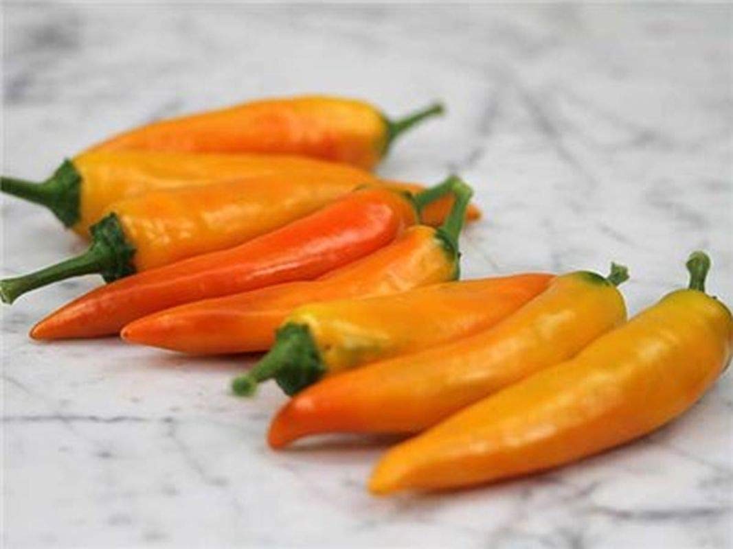 Tequila Sunrise Sweet Pepper Seeds - Non-GMO, Heirloom Variety for Salads, Stuffing, Cooking & Gourmet Dishes (100 Seeds) - Perfect for Home Gardens, Container Planting & Fresh Organic Cooking