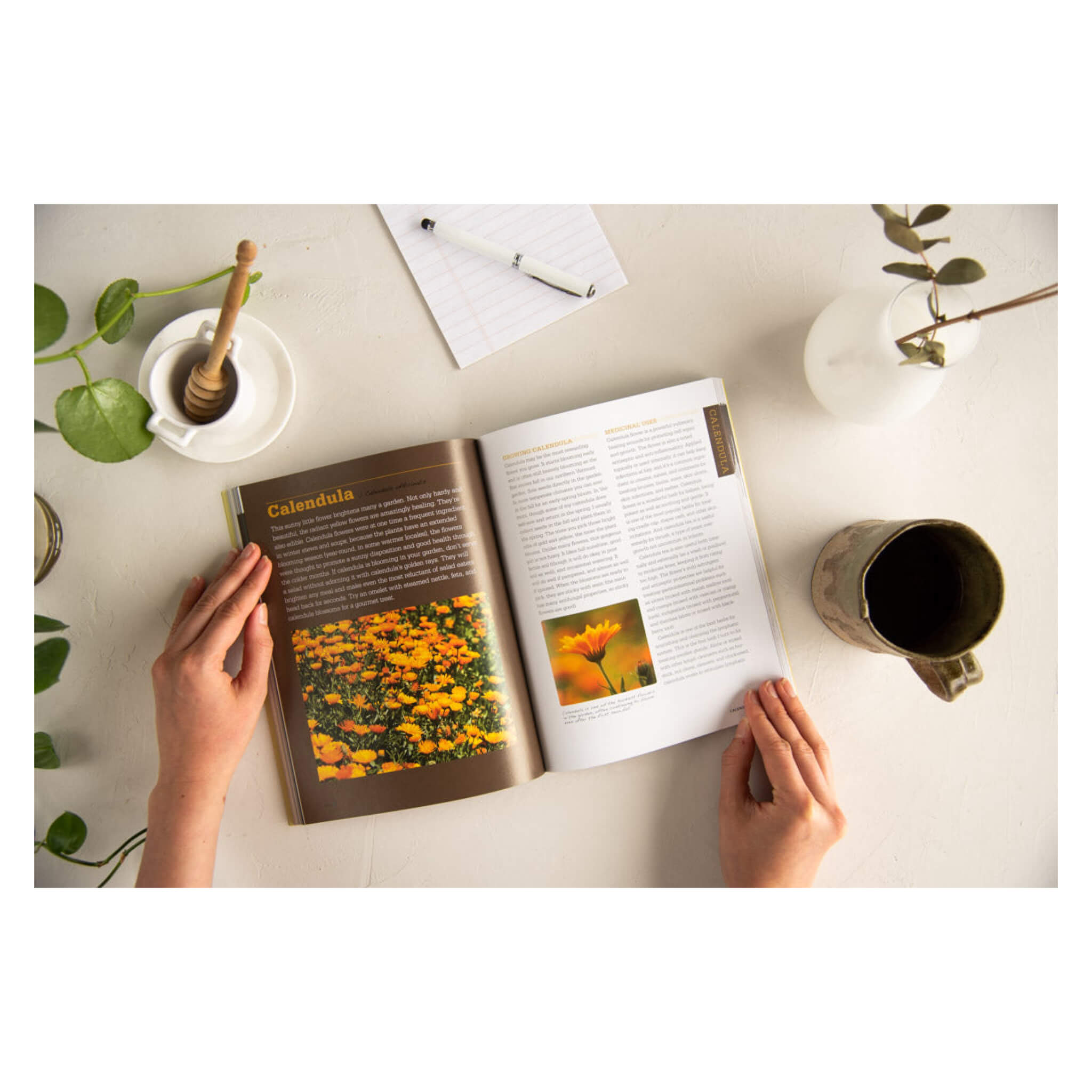 Medicinal Herbs for Beginners: Complete Guide to Natural Healing & Herbal Remedies | Home Wellness & Holistic Health