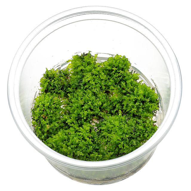 Dennerle Riccardia Chamedryfolia TC (Mini Pellia) - Premium Live Aquarium Moss for Shrimp Tanks & Nano Aquascaping | Enhances Natural Habitat for Shrimp & Fish