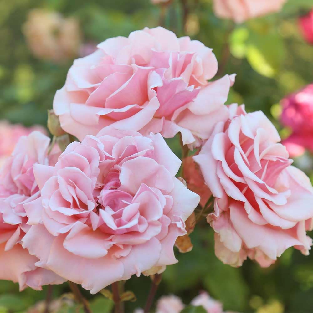 Heirloom Roses Mother of Pearl® Pink Grandiflora Rose Bush - Live Outdoor Flowering Plant for Gardens, Landscaping & Wedding Decorations