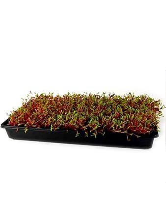 Ruby Red Swiss Chard Seeds 4oz - Non-GMO Vegetable Garden & Microgreens Seeds for Indoor/Outdoor Planting - Perfect for Home Gardens, Urban Farming & Healthy Salads