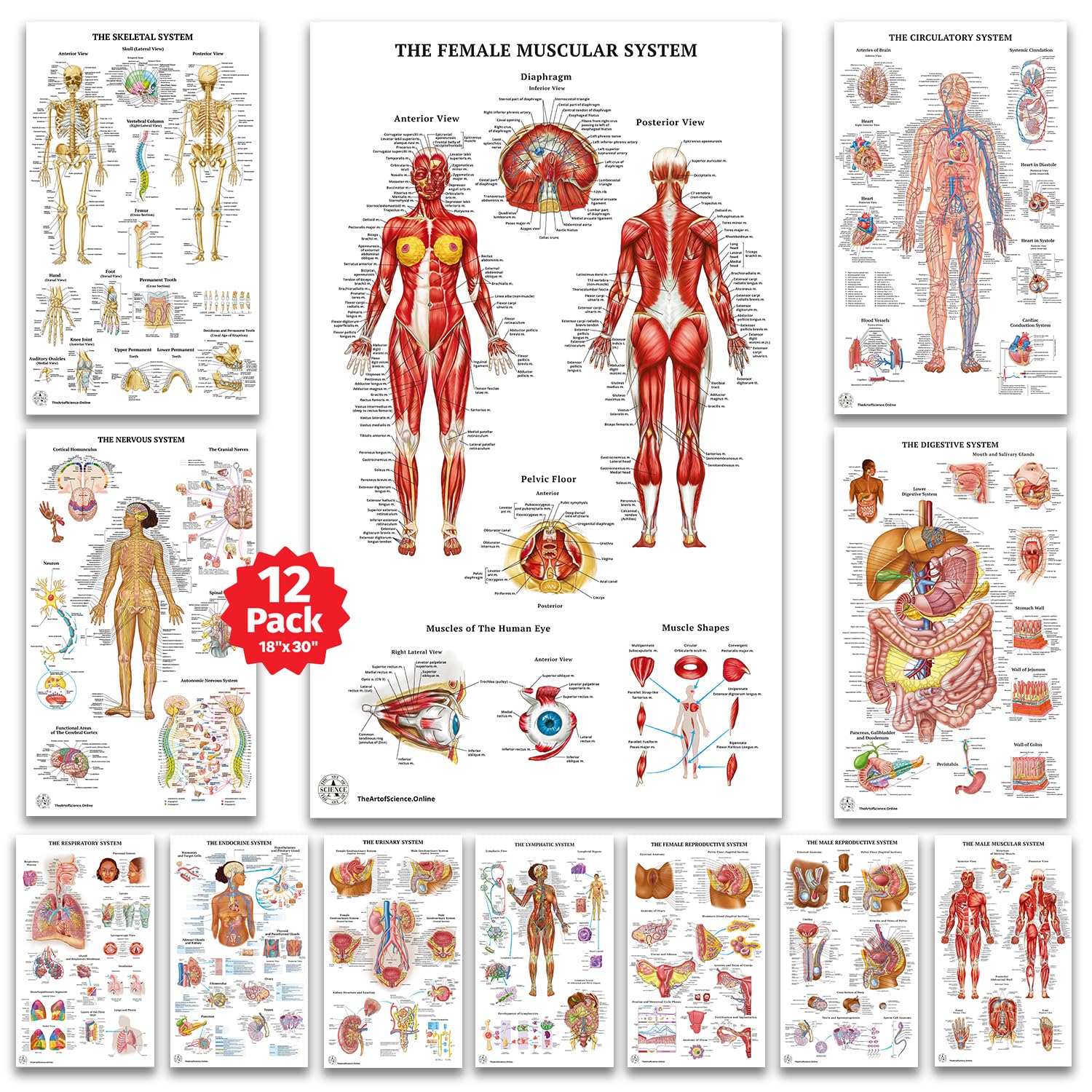 12 Pack Human Anatomy Posters - Medical Educational Charts for Circulatory, Skeletal, Muscular, Lymphatic, Nervous, Digestive, Endocrine & Respiratory Systems - Laminated 18x30 Inch Science Biology Health Posters for Classroom, Doctor Office & Home Study