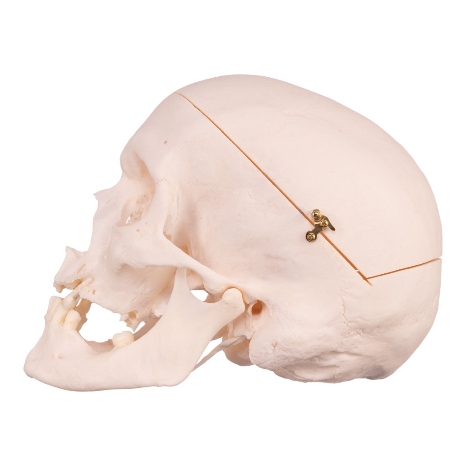 Premium Anatomical Human Skull Model - Accurate Medical & Educational Tool for Students, Doctors & Researchers | Perfect for Classrooms, Labs & Halloween Decor