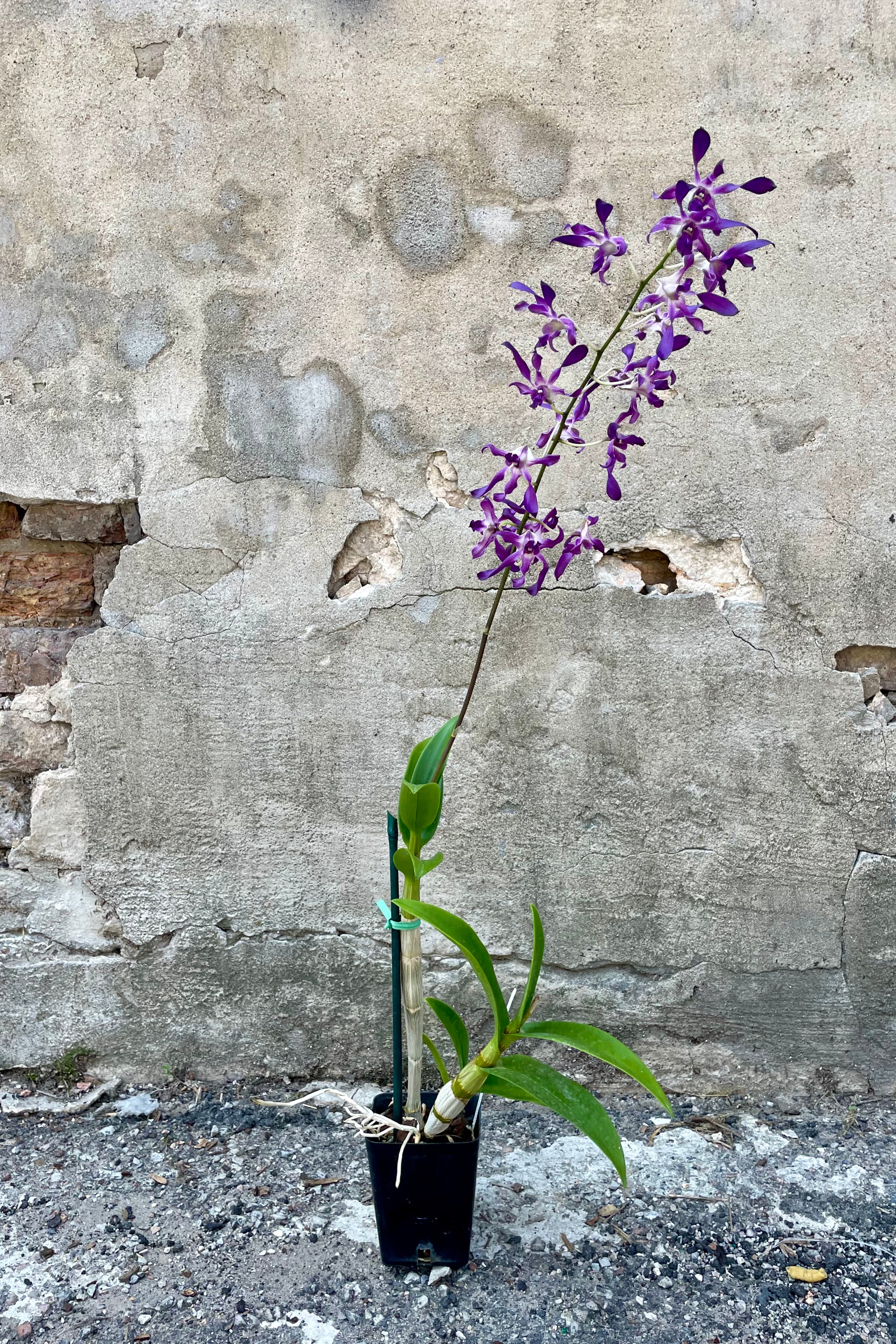 Premium Dendrobium Orchid Plants - Medium Size for Home & Office Decor | Perfect for Gifts, Weddings & Indoor Gardening
