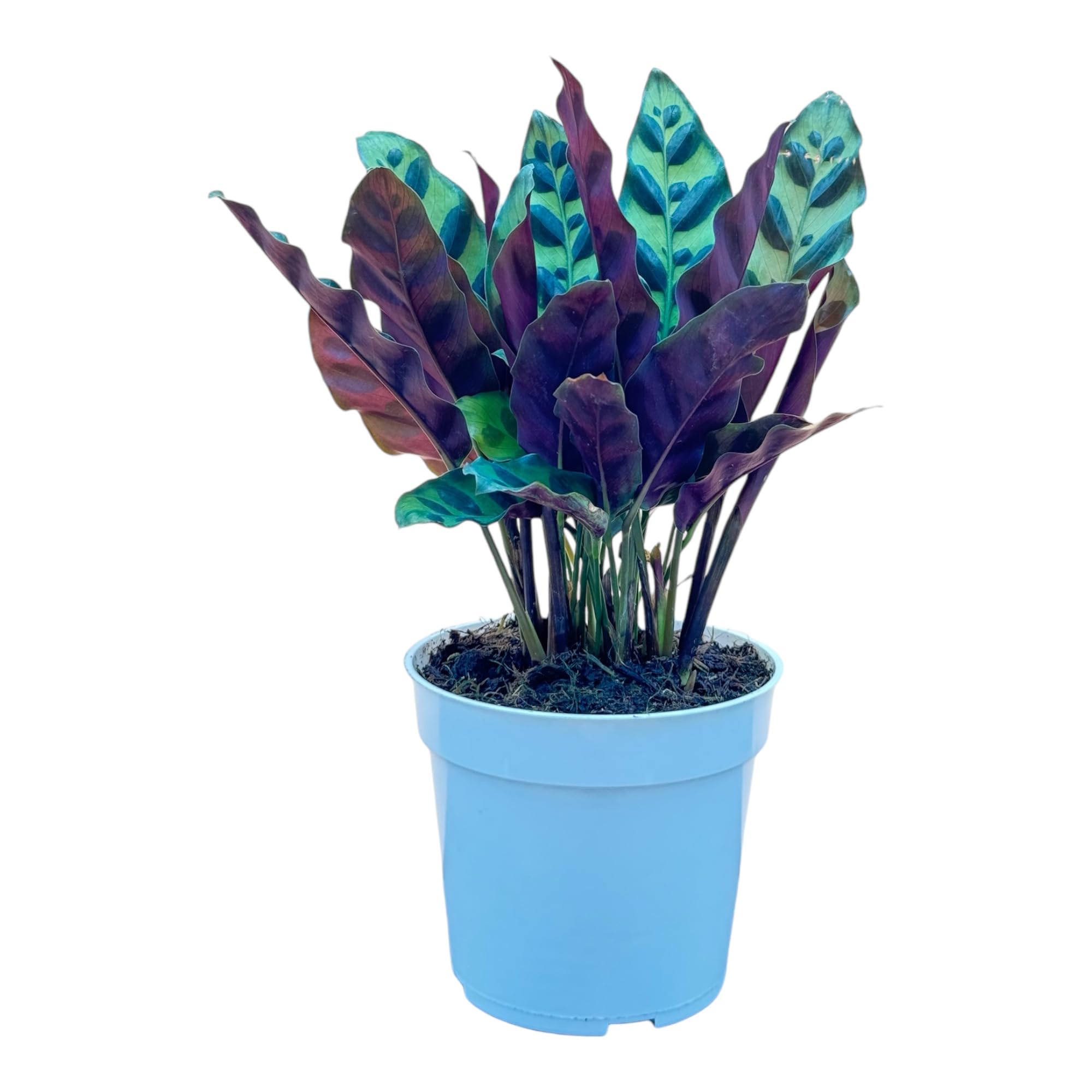 Rattlesnake Calathea Live Plant - Air Purifying Indoor Houseplant with Colorful Leaves, Ideal for Home & Office Decor - Calathea Lancifolia Prayer Plant for Bedroom, Living Room & Workspace