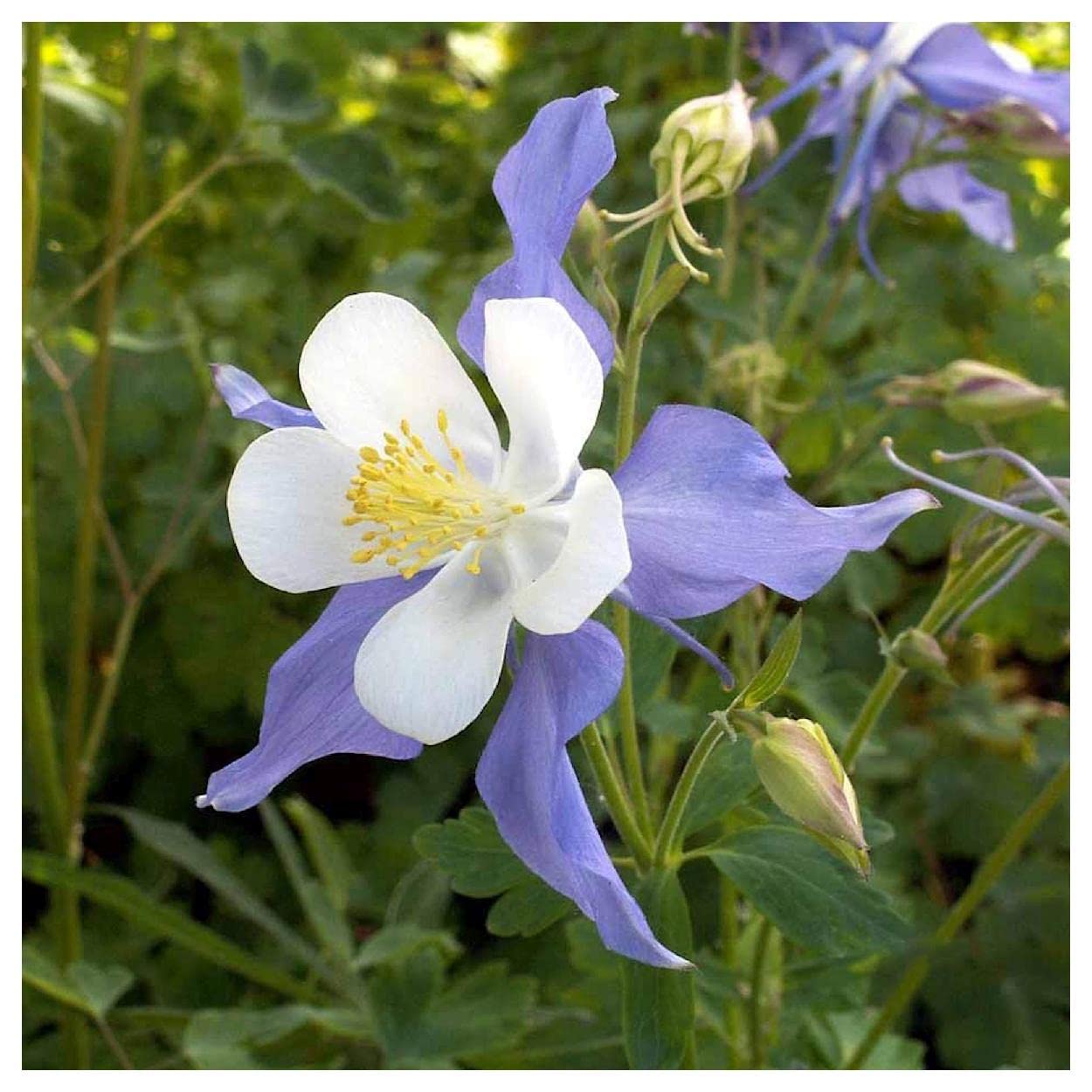 Everwilde Farms - 1/4 Lb Blue Rocky Mountain Columbine Native Wildflower Seeds - Gold Vault Packaging - Perfect for Garden Landscaping, Pollinator Gardens & Wildflower Meadows