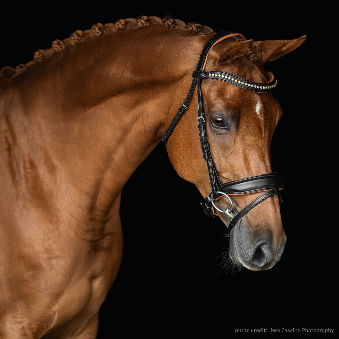 Malvern Saddlery Topaz Night Bridle - English Horse Riding Bridle for Dressage & Jumping - Comfortable & Durable Leather Headgear for Night Riding & Training