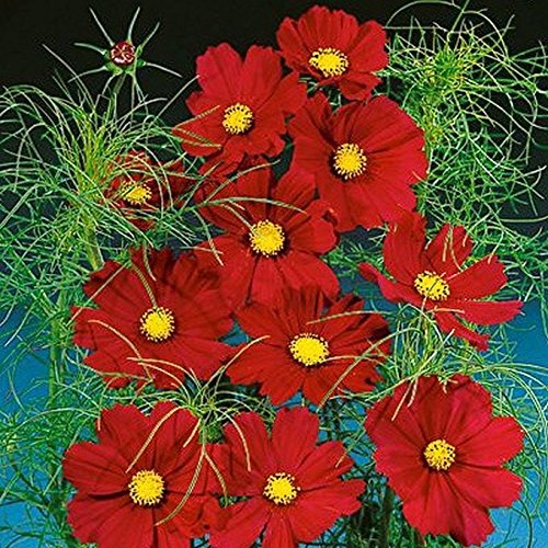 Cosmos 'Dazzler' Flower Seeds - Large Bright Crimson-Red Blooms with Yellow Centers (100 Seeds) for Garden Borders, Cut Flowers & Pollinator Gardens
