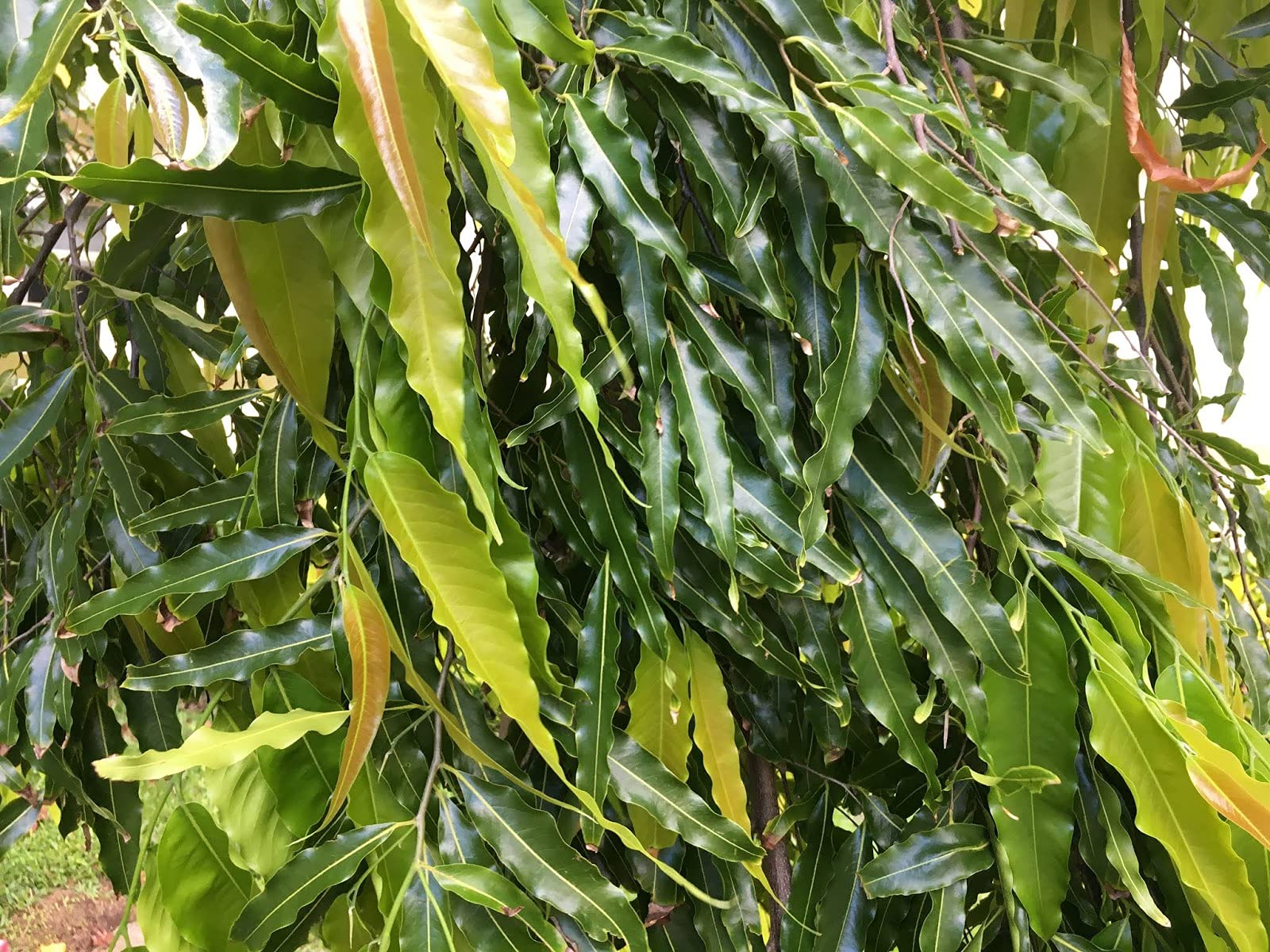 Polyalthia Longifolia (Mast Tree) - 5 Live Plants in 4 Inch Growers Pots - Extremely Rare Ornamental Trees for Landscaping, Indoor Decor & Tropical Gardens