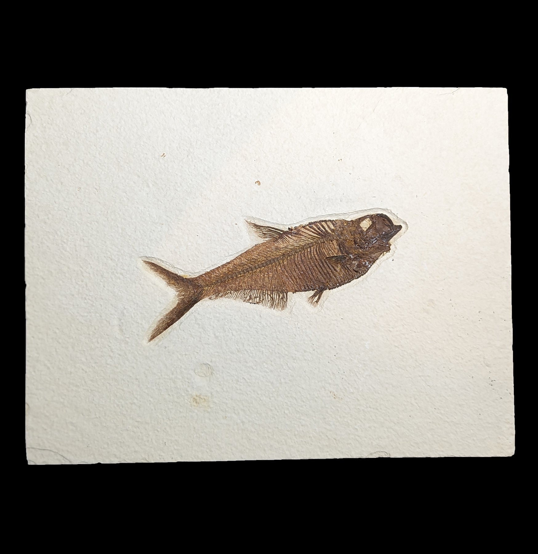 Premium Diplomystus Fossil Fish Plate - Authentic Eocene Era Specimen for Collectors & Home Decor - Perfect for Science Enthusiasts & Interior Design
