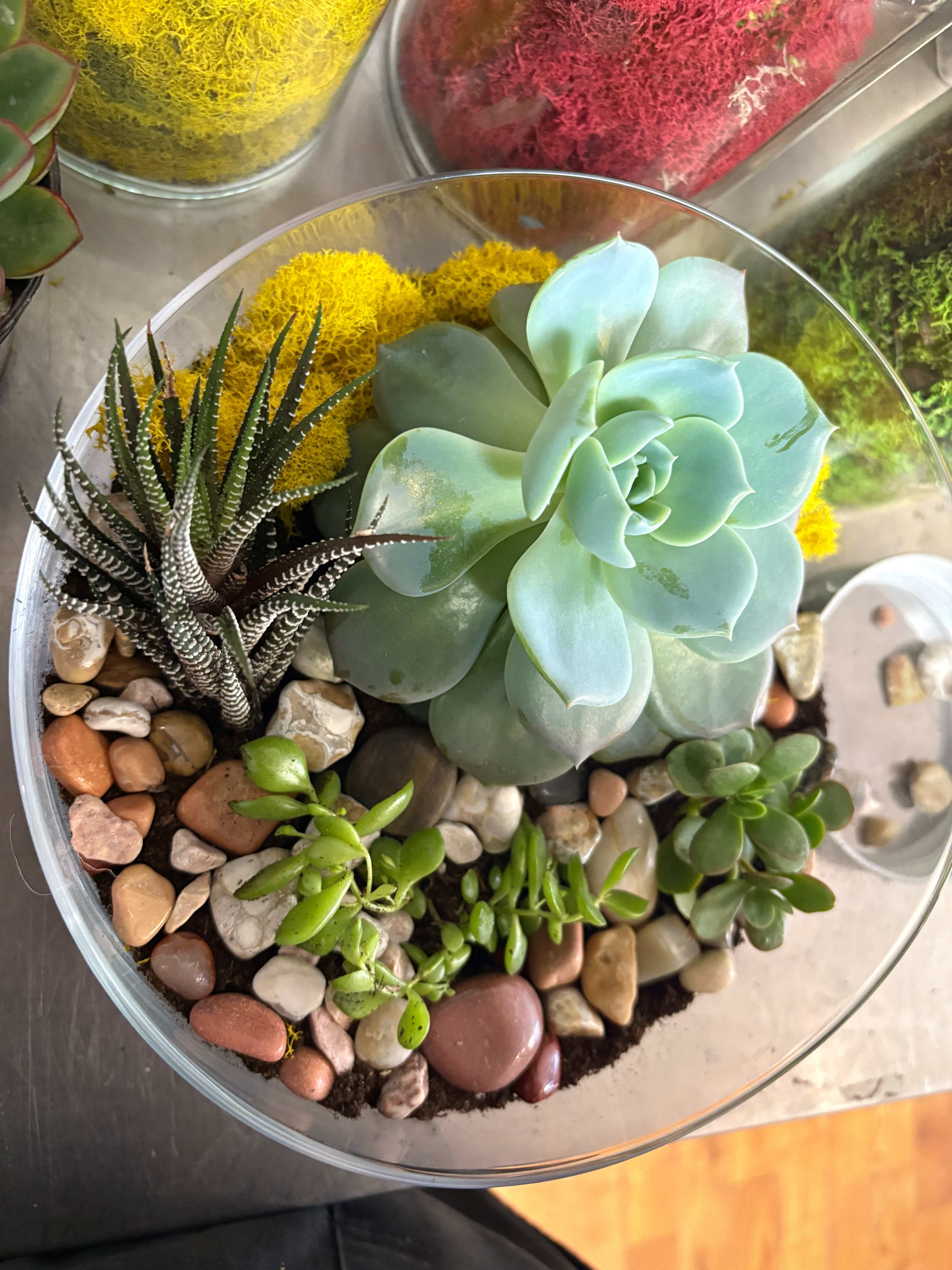 DIY Succulent Terrarium Kit - Create Your Own Mini Garden for Home & Office Decor | Perfect for Gifts, Parties & Relaxation