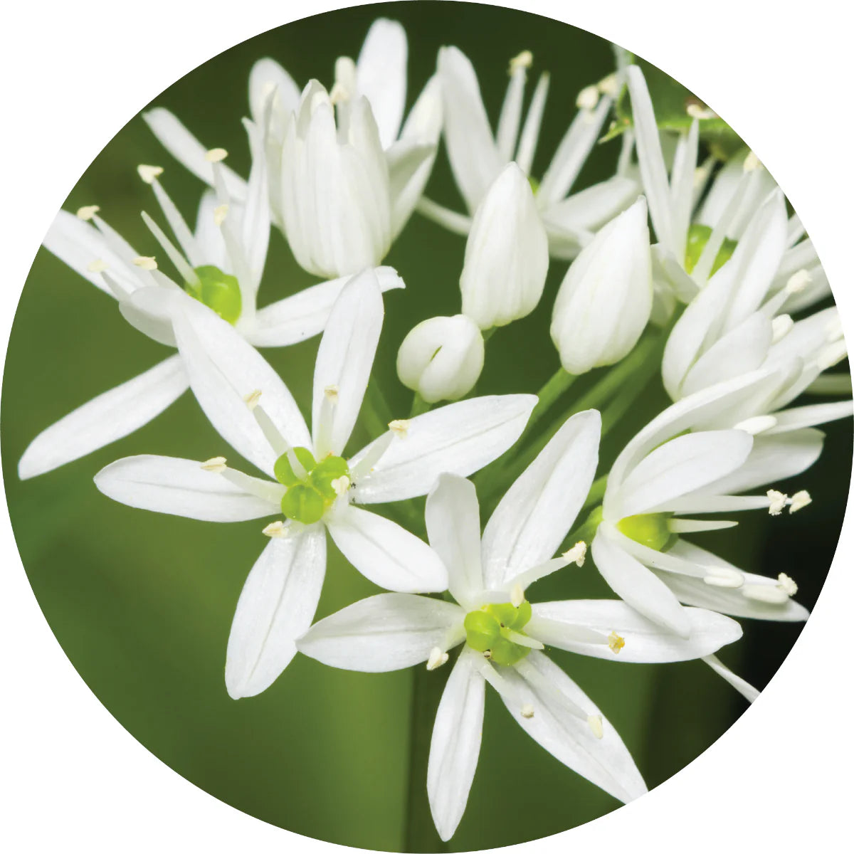 Pure Garlic Essential Oil for Aromatherapy, Cooking & Natural Remedies - USDA Organic, 100% Natural, Therapeutic Grade - Perfect for Diffusers, Massage & DIY Skincare