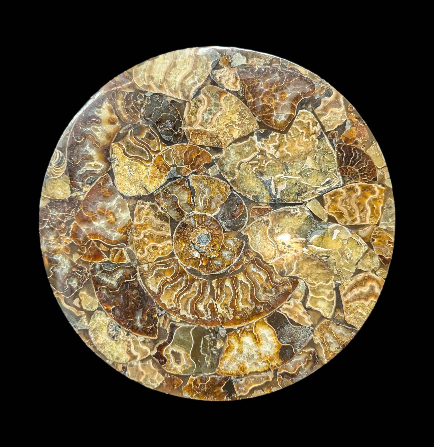 Natural Ammonite Fossil Coaster Set of 4 - Stone Drink Coasters for Home & Office - Perfect for Protecting Tables from Hot & Cold Beverages