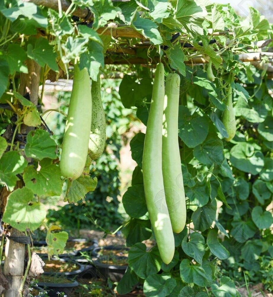 Organic Bottle Gourd Seeds (Lagenaria siceraria) - 10 Pack for Planting - Also Known as Hugua, Lauki, Doodhi, Calabash, Slaouia, Long Melon Squash - Perfect for Home Gardening, Vertical Farming & Organic Vegetable Gardens