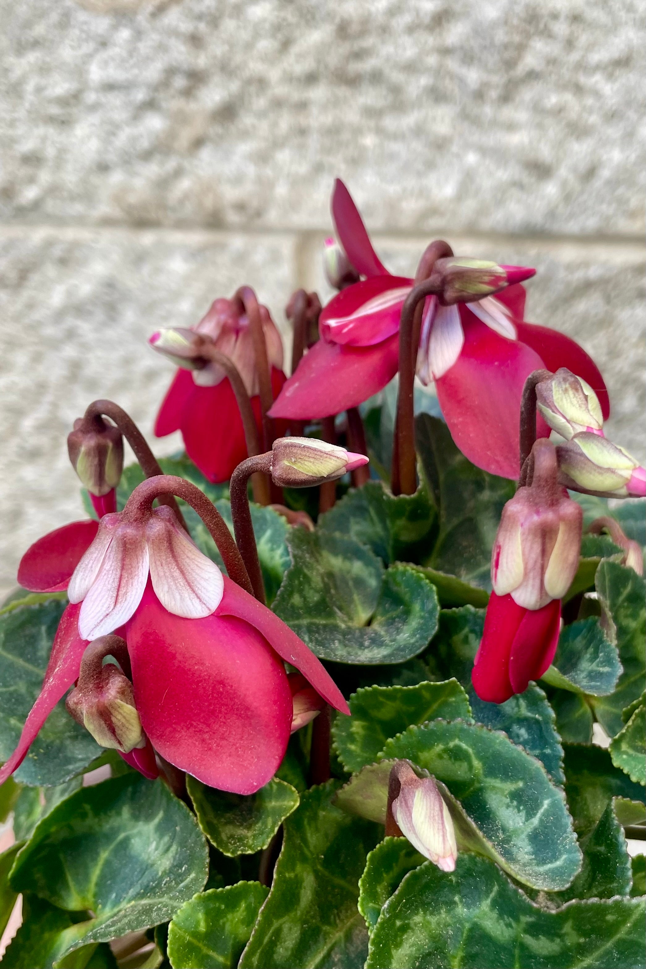 Cyclamen Plants - 4 to 5 Inch Potted Flowers for Home Decor, Office Desk & Garden Landscaping