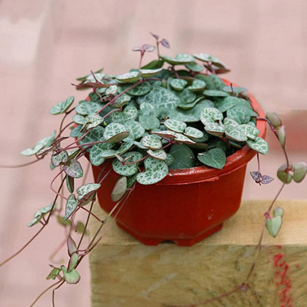 10 Pack Nursery Pots for Indoor Plants - Hanging Planter Pots with Railing for Outdoor Plant Shelf, Flower Pots & Succulent Hanging Baskets - Perfect for Balcony, Garden, and Home Decor