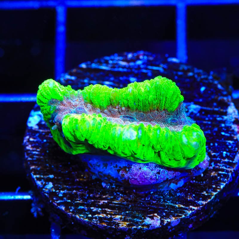 Premium CB Bubbleyum Favia Coral for Saltwater Aquariums - Vibrant Live Coral for Reef Tanks & Marine Aquascaping | Perfect for Coral Frags, Reef Displays & Aquatic Decor