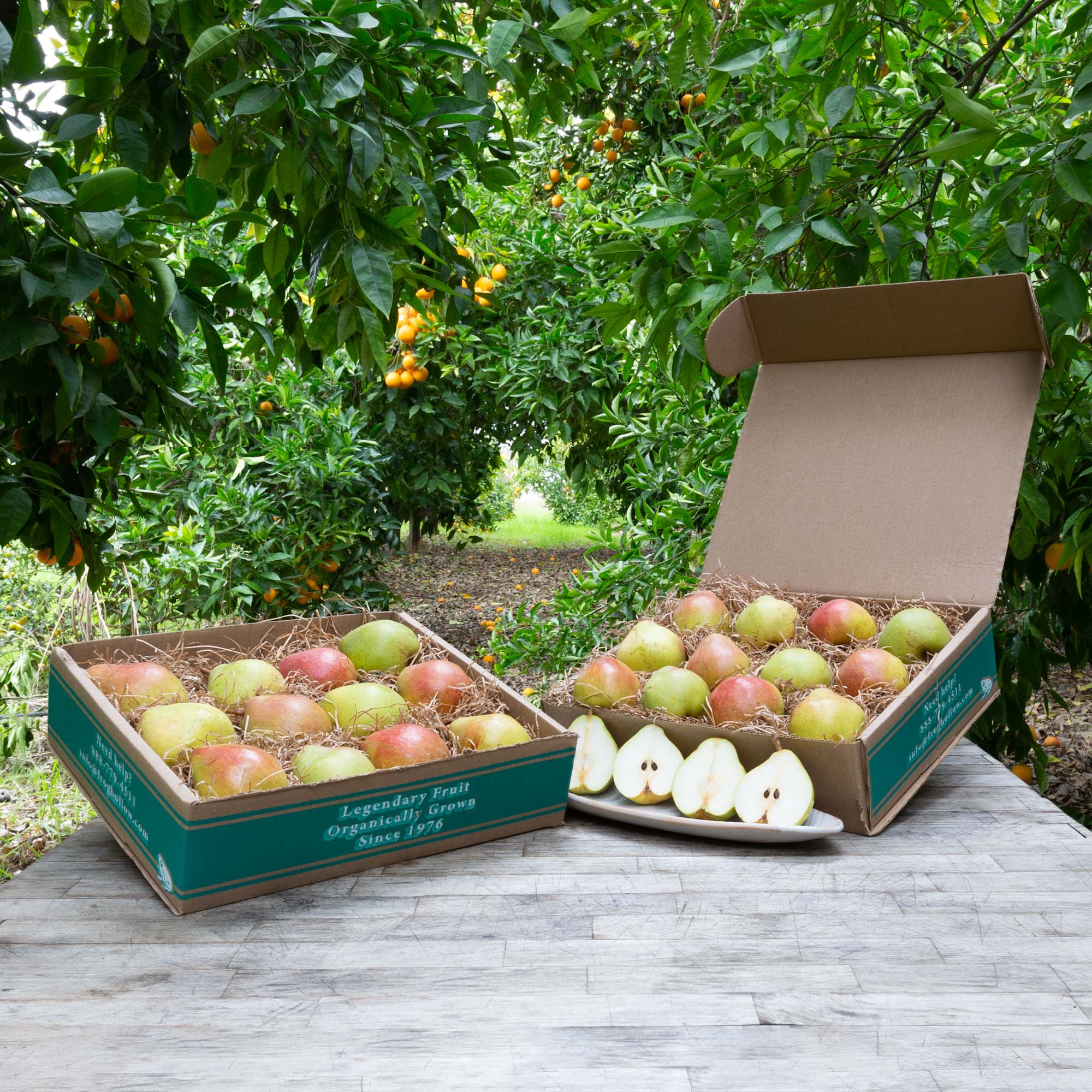 Fresh Organic Pears - USDA Certified, Non-GMO, Juicy & Sweet - Perfect for Healthy Snacks, Fruit Salads & Homemade Baby Food
