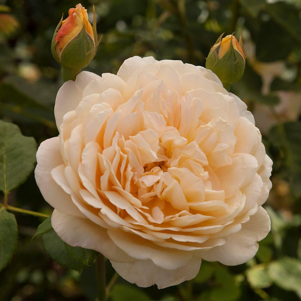 David Austin Golden Celebration® Yellow Rose Bush - Heirloom Roses for Outdoor Planting | Perfect for Gardens, Landscaping & Gift Giving