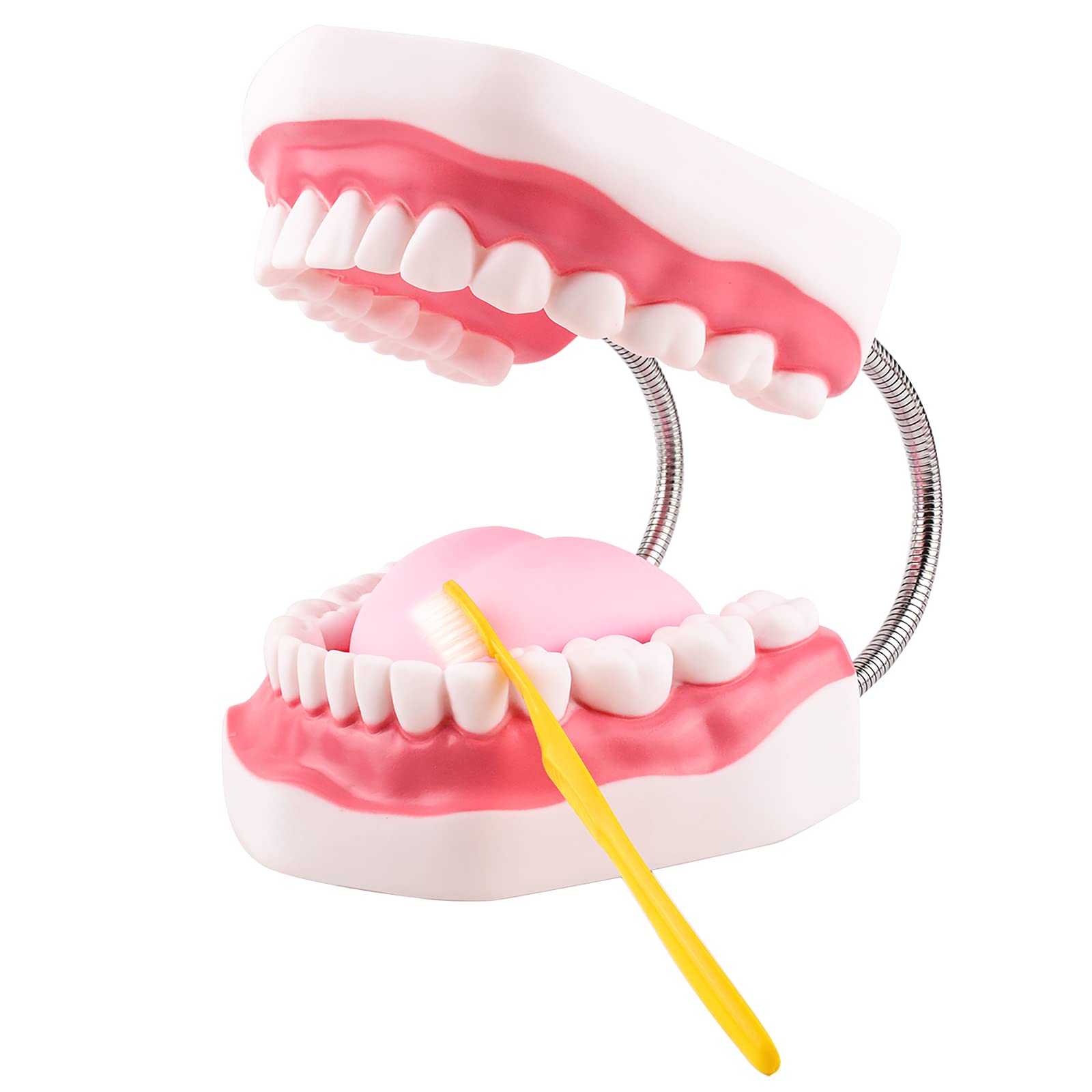 **6X Enlarged Dental Teeth Model with Metal Hinge for Speech Therapy & Brushing Training – Perfect for Kids & Children, Includes Toothbrush – Ideal for Dentists, Classrooms & Home Learning**