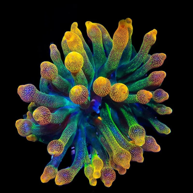 Chicago Sunburst Anemone - Vibrant Coral for Saltwater Aquariums | Perfect for Reef Tanks & Marine Displays