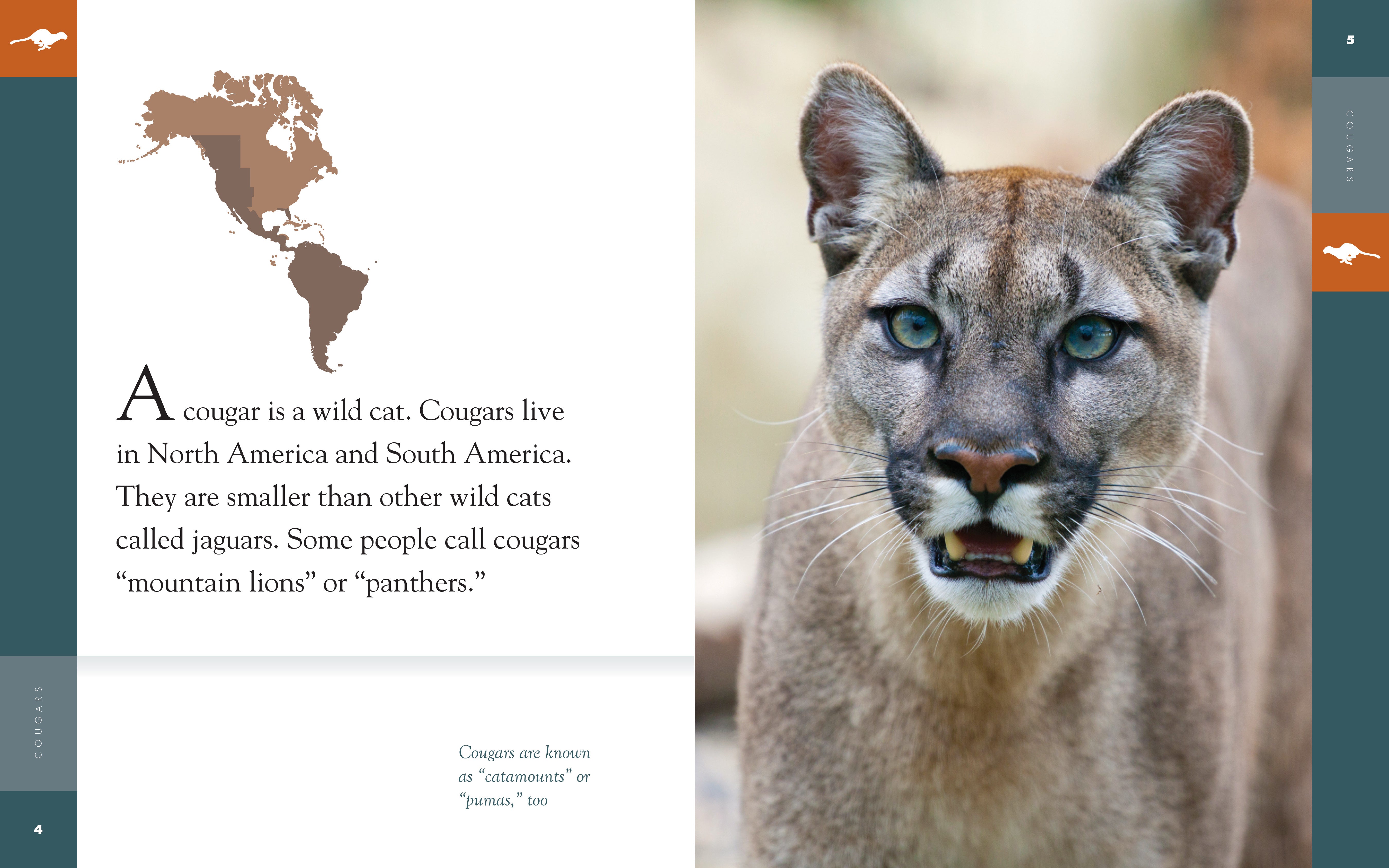 Amazing Animals (2014): Cougars - Wildlife Documentary DVD - Perfect for Nature Lovers & Educational Use