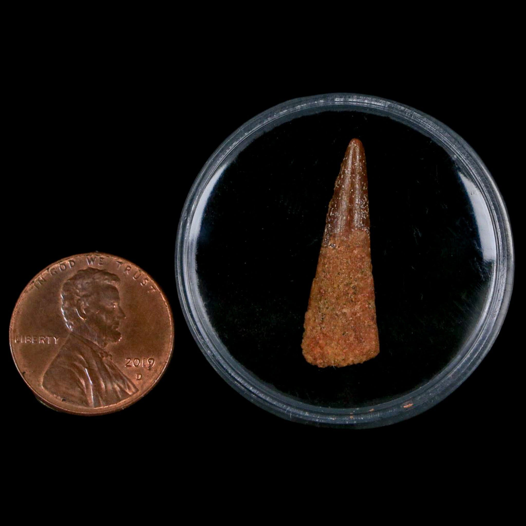 Authentic Pterosaur Coloborhynchus Fossil Tooth - Upper Cretaceous Period - Morocco - Includes COA - Perfect for Paleontology Collections & Museum Displays